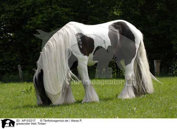 grasender Irish Tinker / grazing Irish Tinker / AP-03217