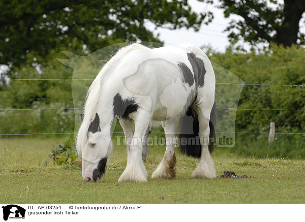 grasender Irish Tinker / grazing Irish Tinker / AP-03254