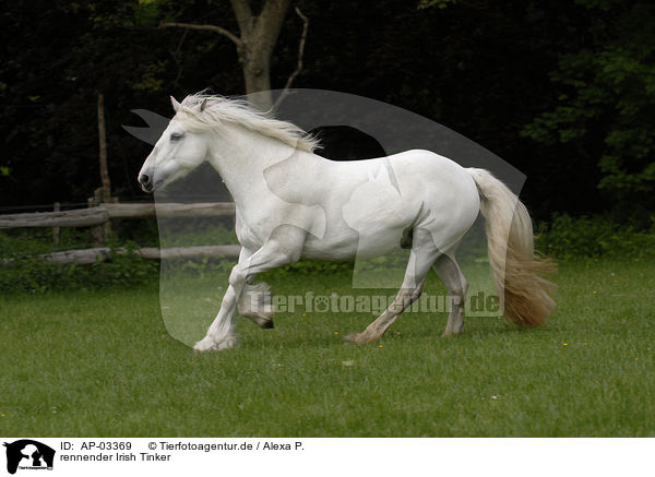 rennender Irish Tinker / running Irish Tinker / AP-03369