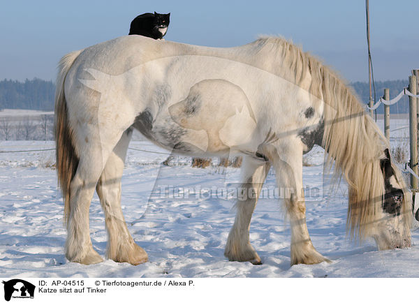 Katze sitzt auf Tinker / cat sitting on tinker horse / AP-04515