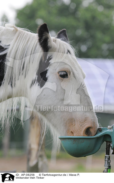 trinkender Irish Tinker / drinking Irish Tinker / AP-08258