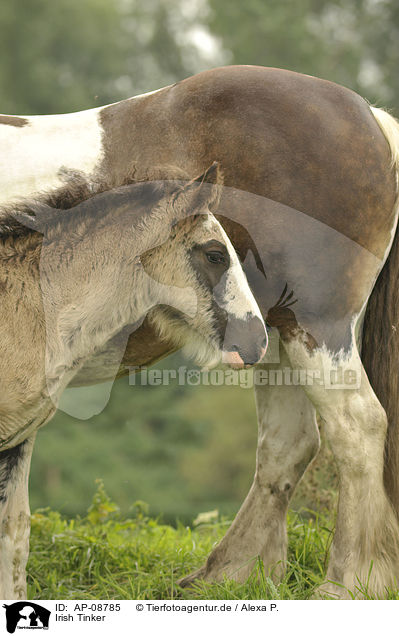 Irish Tinker / Irish Tinker / AP-08785