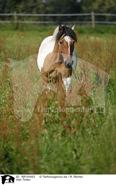 Irish Tinker / Irish Tinker / RR-54463