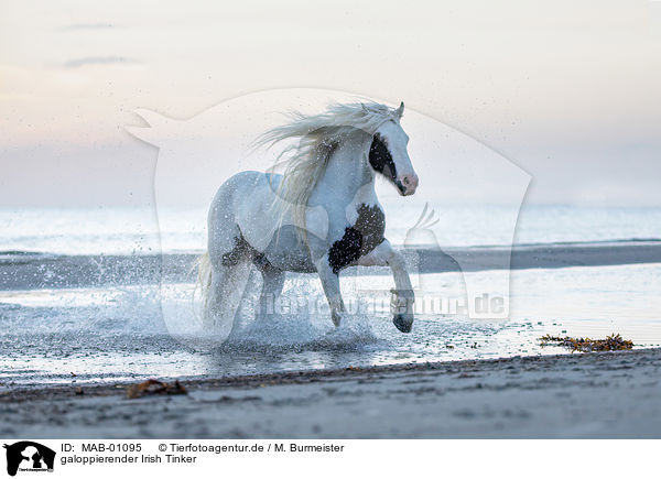 galoppierender Irish Tinker / galloping Irish Tinker / MAB-01095