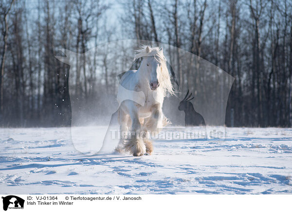 Irish Tinker im Winter / Irish Tinker in Winter / VJ-01364