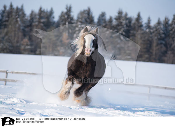 Irish Tinker im Winter / Irish Tinker in Winter / VJ-01366