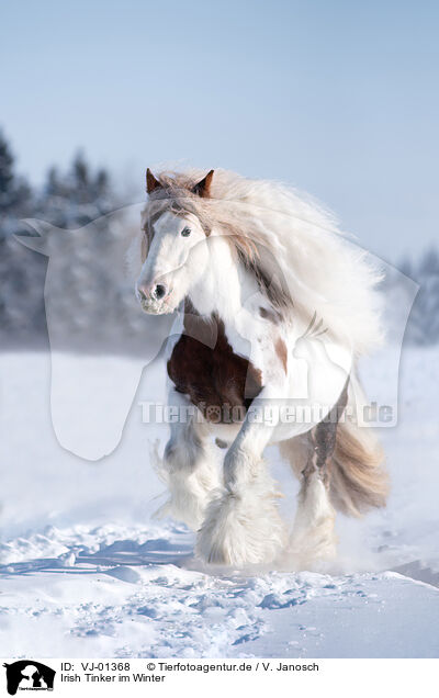 Irish Tinker im Winter / Irish Tinker in Winter / VJ-01368