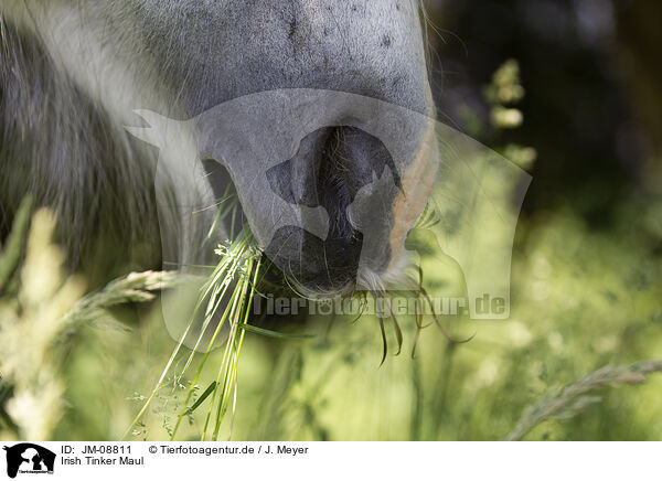 Irish Tinker Maul / Irish Tinker mouth / JM-08811