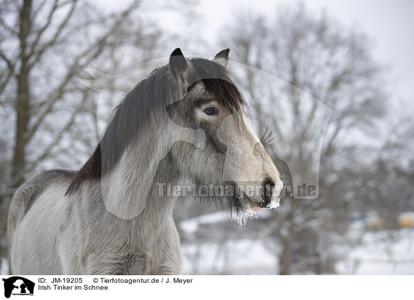 Irish Tinker im Schnee / Irish Tinker in snow / JM-19205