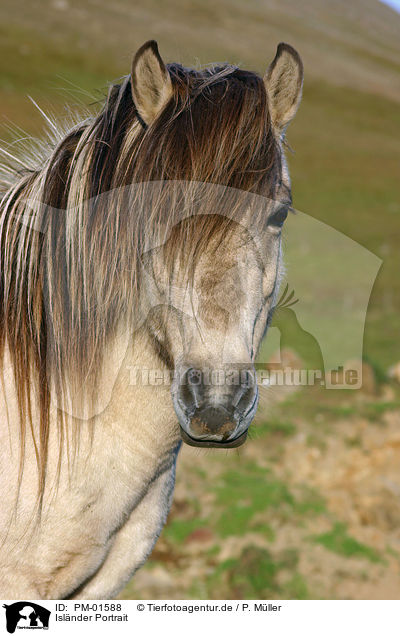 Isl�nder Portrait / Icelandic horse Portrait / PM-01588