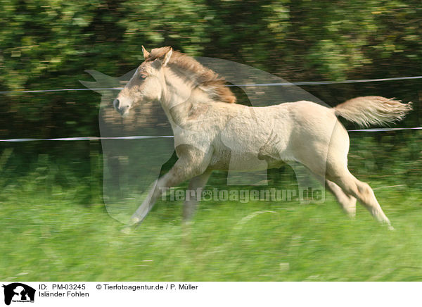 Isl�nder Fohlen / Icelandic horse / PM-03245