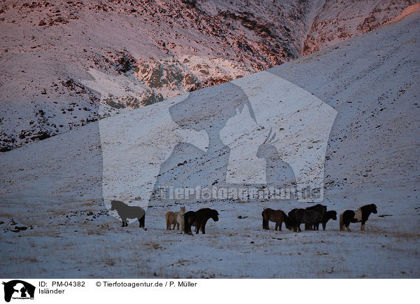 Isl�nder / Icelandic horse / PM-04382