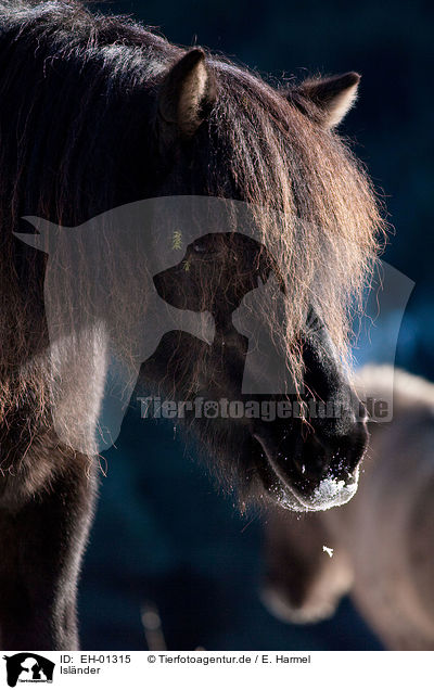 Isl�nder / Icelandic horse / EH-01315