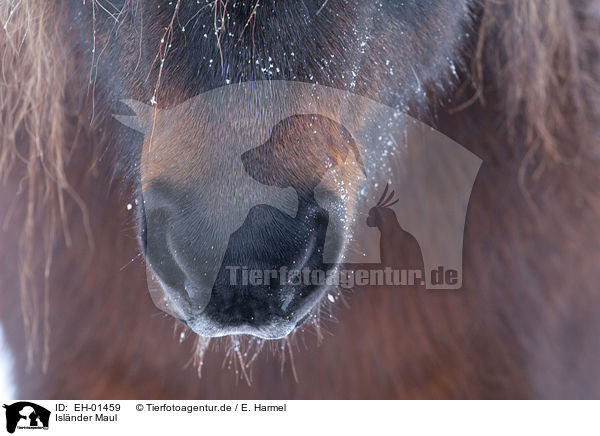 Isl�nder Maul / Icelandic horse mouth / EH-01459
