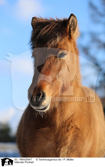Isl�nder Portrait / Icelandic horse Portrait / PM-05947