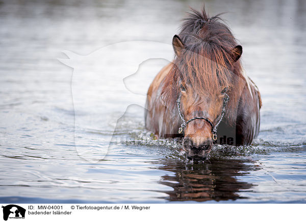 badender Isl�nder / bathing Icelandic horse / MW-04001