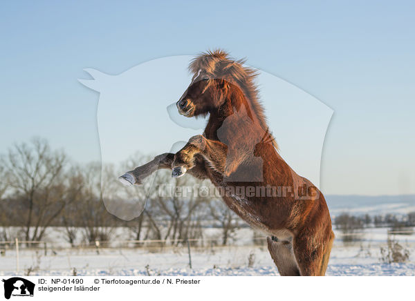 steigender Isl�nder / rising Icelandic horse / NP-01490