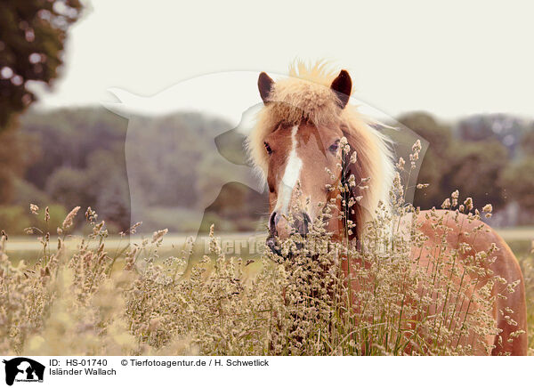 Isl�nder Wallach / Islandic horse gelding / HS-01740
