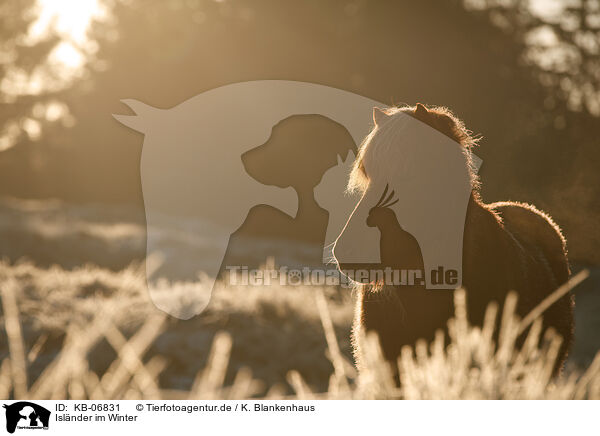 Isl�nder im Winter / Icelandic horse in winter / KB-06831