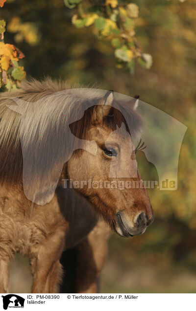 Isl�nder / Icelandic horse / PM-08390