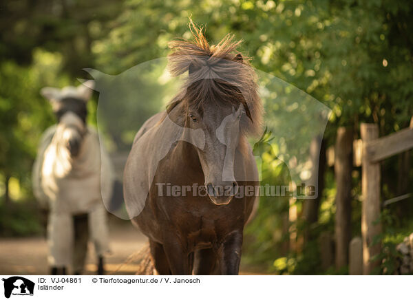Isl�nder / Icelandic horses / VJ-04861