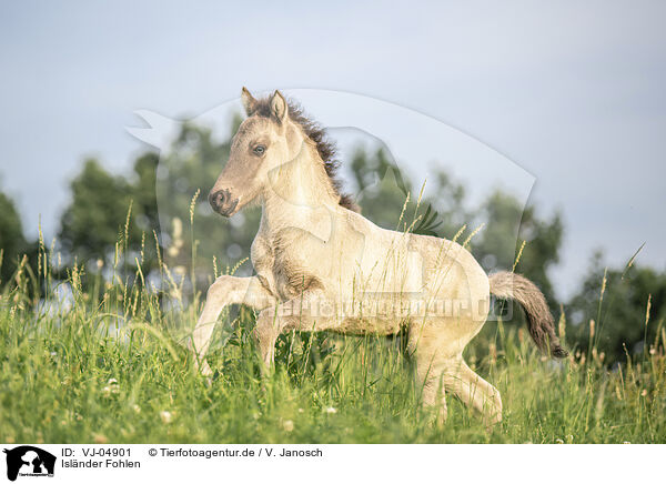 Isl�nder Fohlen / Icelandic horse foal / VJ-04901