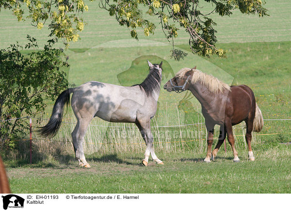 Kaltblut / coldblood / EH-01193