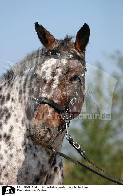 Knabstrupper Portrait / Knabstrupper Portrait / RR-08134