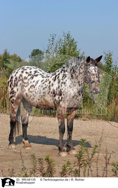 Knabstrupper / Knabstrupper / RR-08135