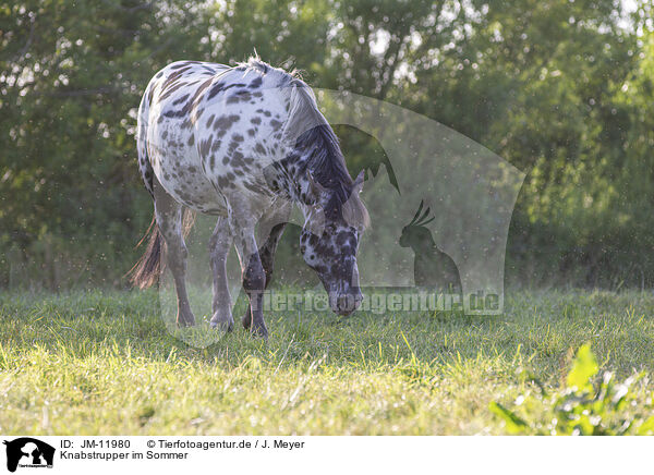 Knabstrupper im Sommer / knabstrup horse in summer / JM-11980