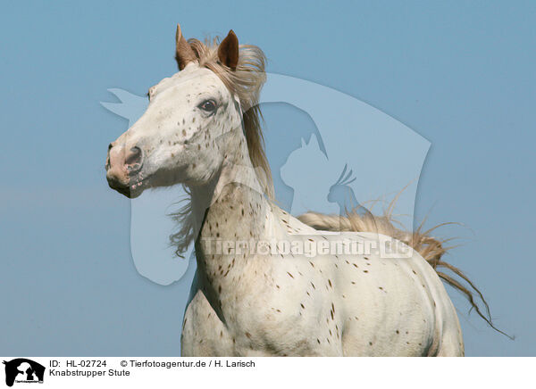 Knabstrupper Stute / knabstrup mare / HL-02724