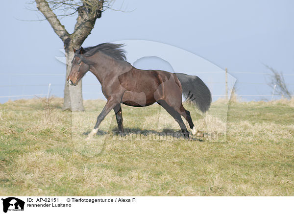 rennender Lusitano / running Lusitano / AP-02151