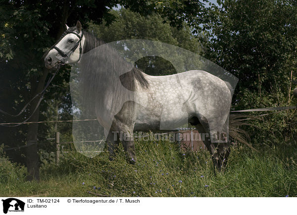 Lusitano / Lusitano / TM-02124