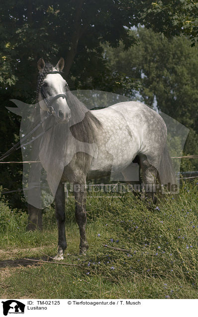 Lusitano / Lusitano / TM-02125