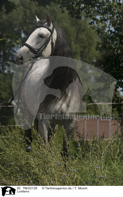 Lusitano / Lusitano / TM-02126