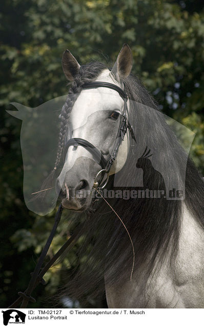 Lusitano Portrait / Lusitano Portrait / TM-02127