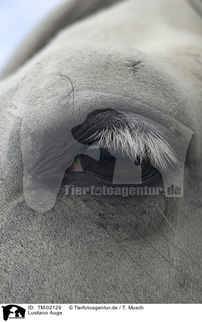 Lusitano Auge / Lusitano eye / TM-02129