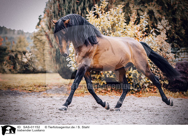 trabender Lusitano / trotting Lusitano / SAS-01152
