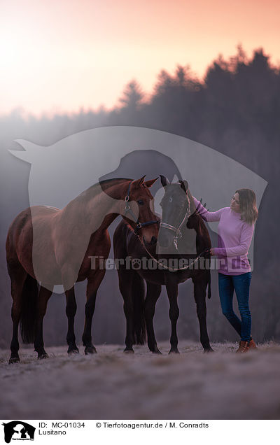 Lusitano / Lusitano / MC-01034