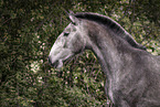Lusitano J�hrling