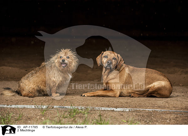 2 Mischlinge / 2 mongrels / AP-11785