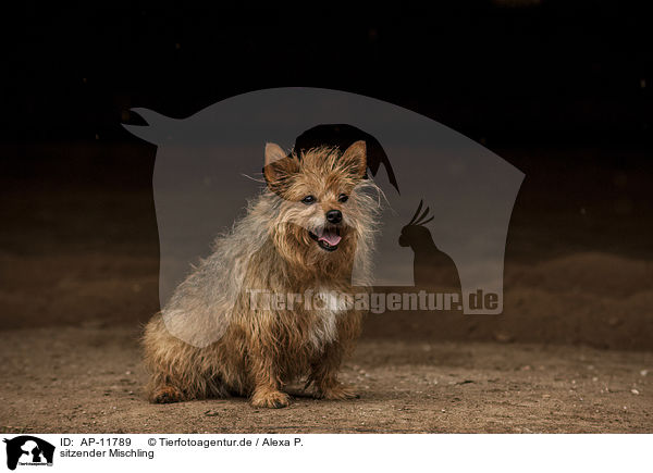 sitzender Mischling / sitting mongrel / AP-11789
