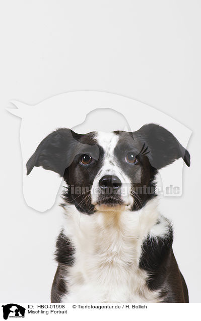 Mischling Portrait / mongrel Portrait / HBO-01998