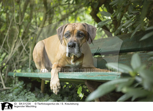 liegender Mischling / lying Mongrel / SK-01236