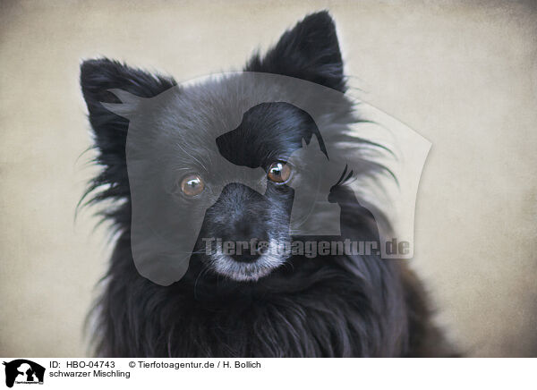 schwarzer Mischling / black mongrel / HBO-04743