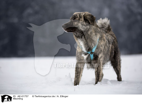 Mischling / Mongrel / AE-01757