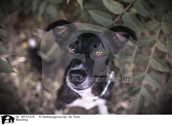 Mischling / Mongrel / MT-01278