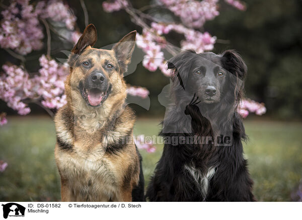 Mischling / Mongrel / DS-01582