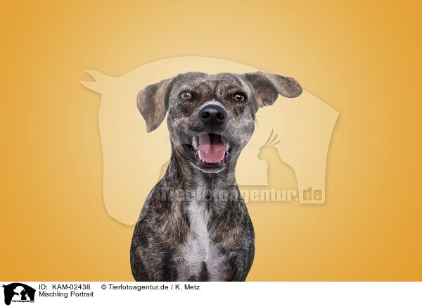 Mischling Portrait / mongrel portrait / KAM-02438