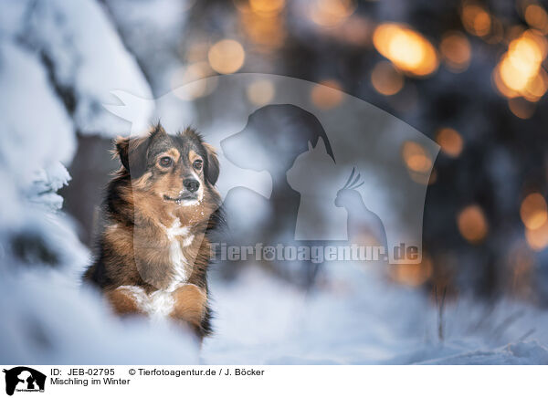 Mischling im Winter / mongrel in winter / JEB-02795